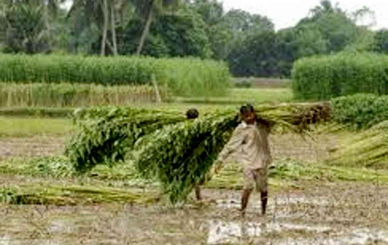 বৃষ্টি নেই, সরকারকে চাষির পাট ভেজানোর ব্যবস্থা করতে হবে