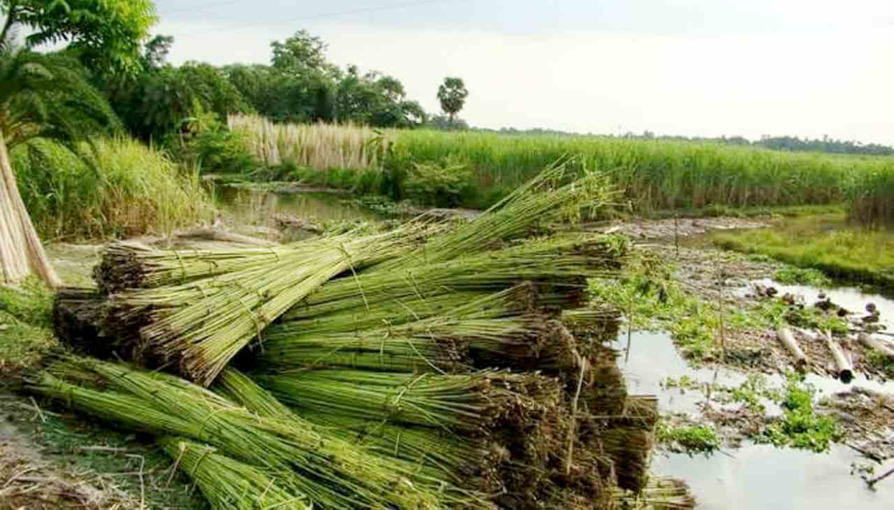নদীয়ায় পাট চাষে তীব্র সংকট