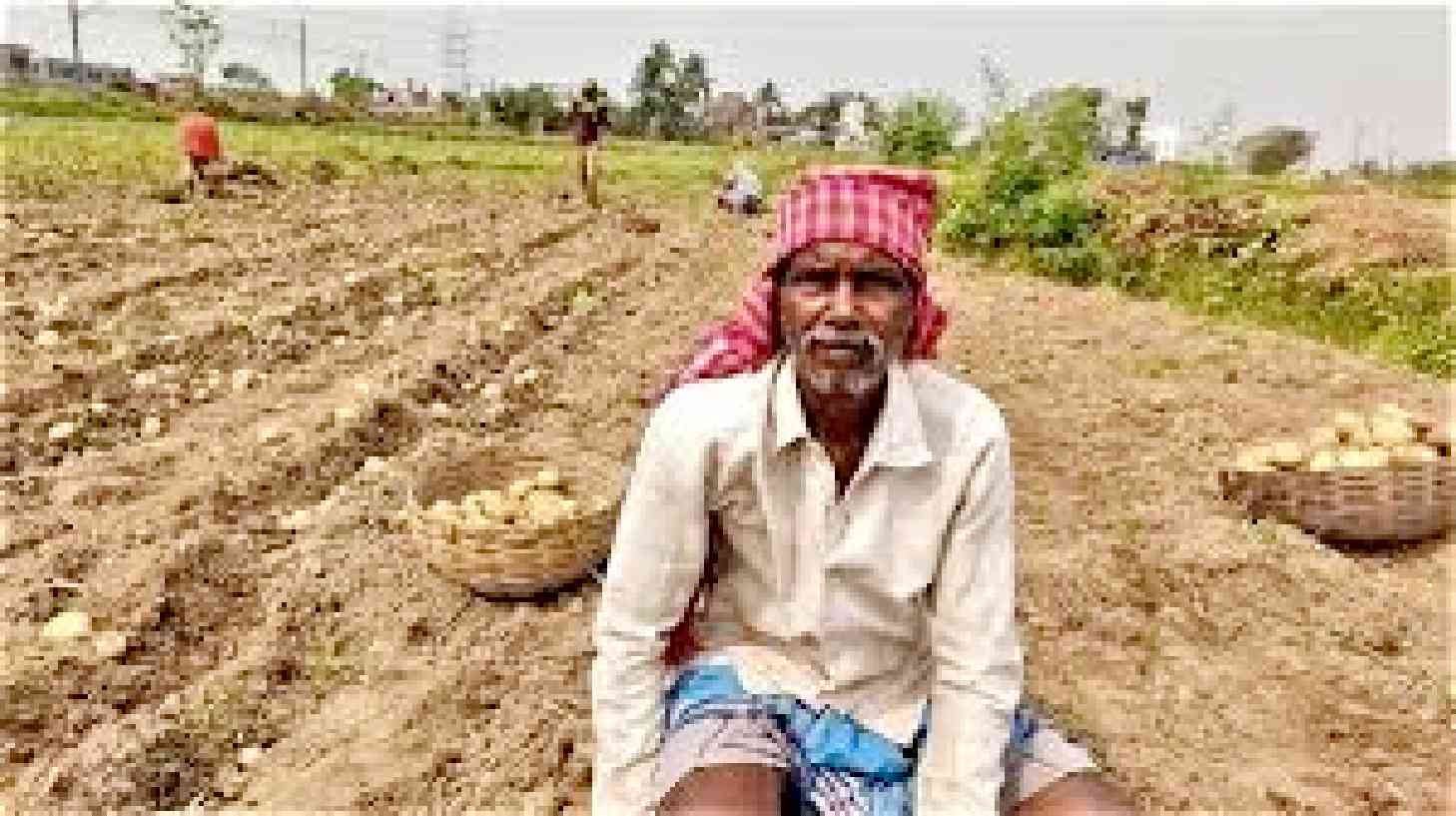 আলু চাষিদের সংকট: কম এমএসপি, বর্ধিত বীজের দাম